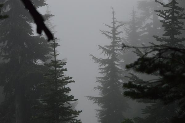 Foggy Forests on Tahoma (2024)