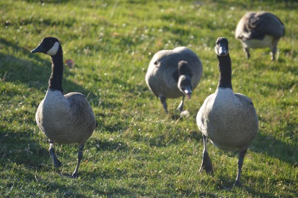 Geese at Gas Works Park, Seattle