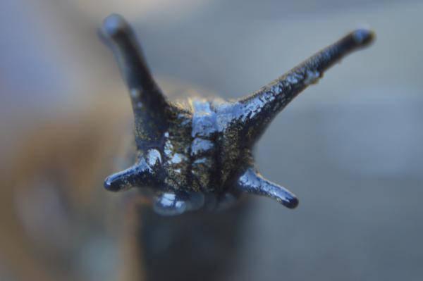 Macro view of a slug