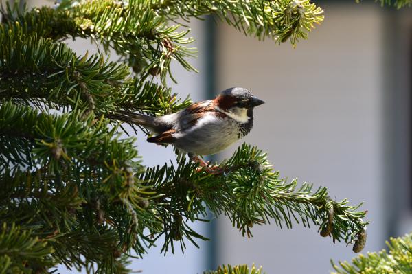Chickadee in a pine tree
