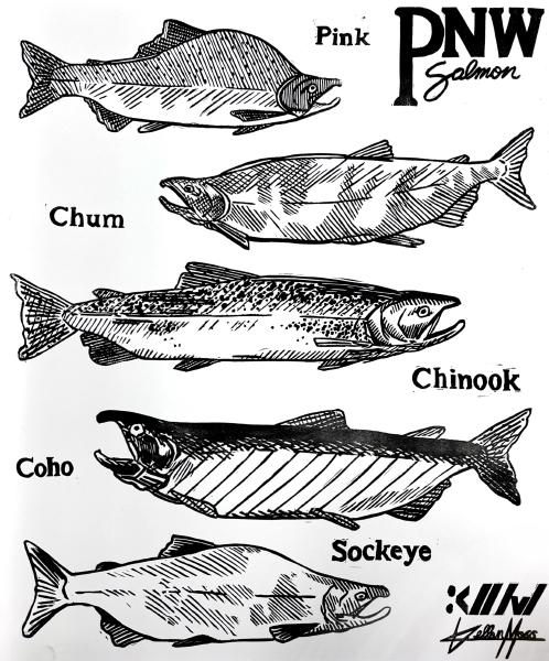 Pacific Northwest Salmon 2025 Block Print — Bristol 17×14″