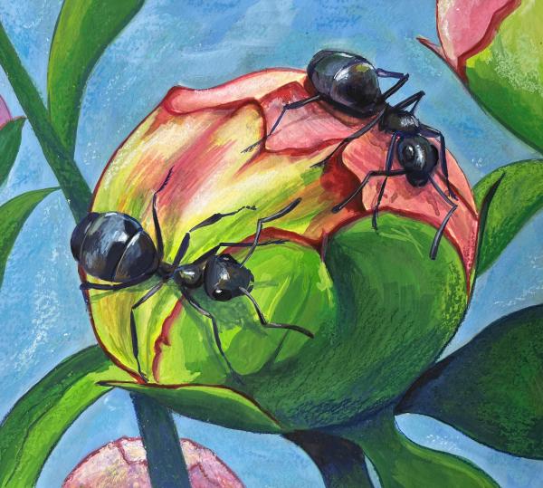 Stamp Series 2025 Gouache — Ants on Peonies