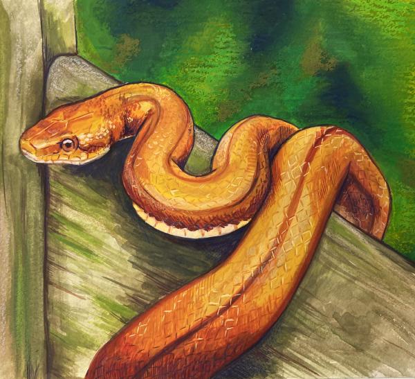 Stamp Series 2025 Gouache — Eastern Ratsnake