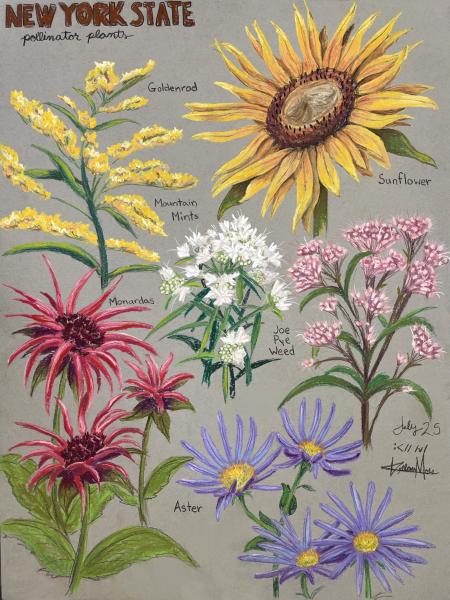 New York Pollinators 2025 chalk pastel
