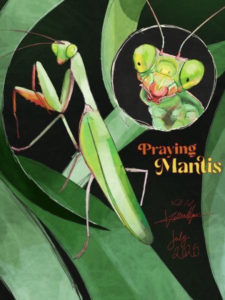 Praying Mantis 2025 Digital