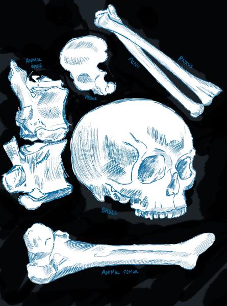 Bone Study 2023 Digital