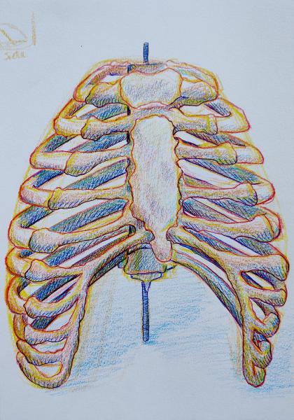 Rib Study 2023 Colored Pencil