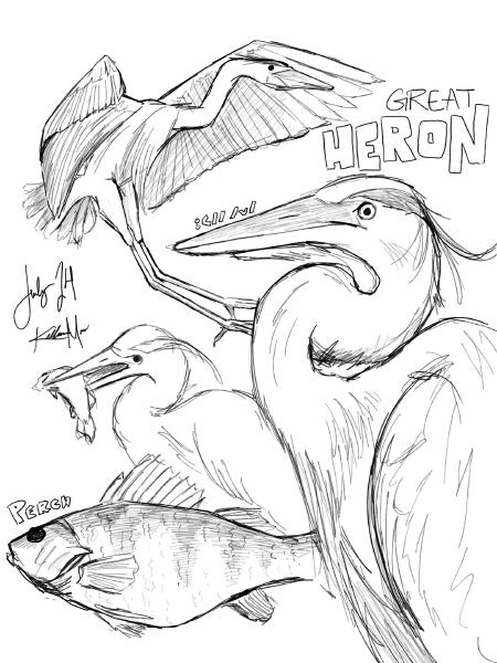 Bird Sketches from the Zoo 2024 Digital — Heron