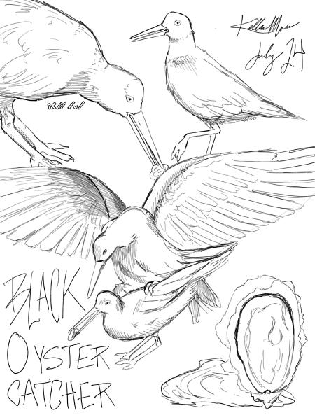 Bird Sketches from the Zoo 2024 Digital — Oystercatcher